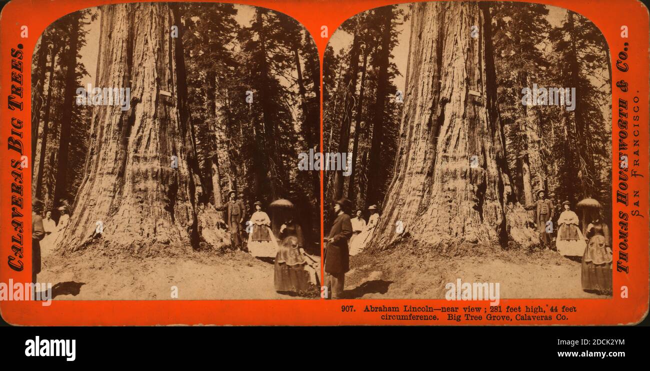 Abraham Lincoln - Vista vicina, 281 piedi di altezza, 41 piedi di circonferenza, Big Tree Grove, Calaveras County., immagine fissa, Stereographs Foto Stock