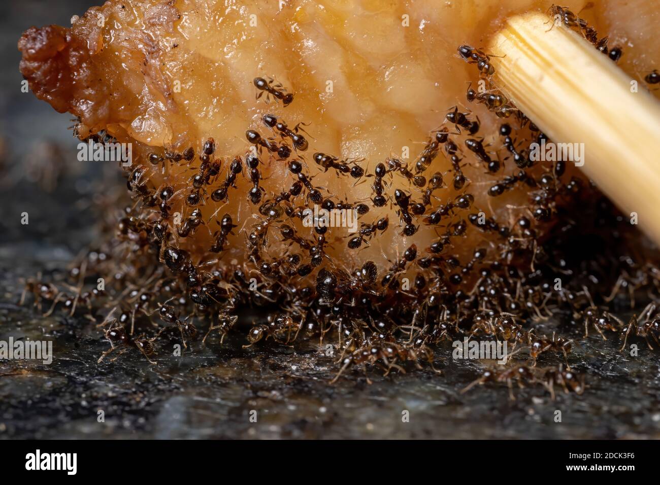 Piccole Ante a testa grossa del genere Pheidole in grasso animale Foto Stock