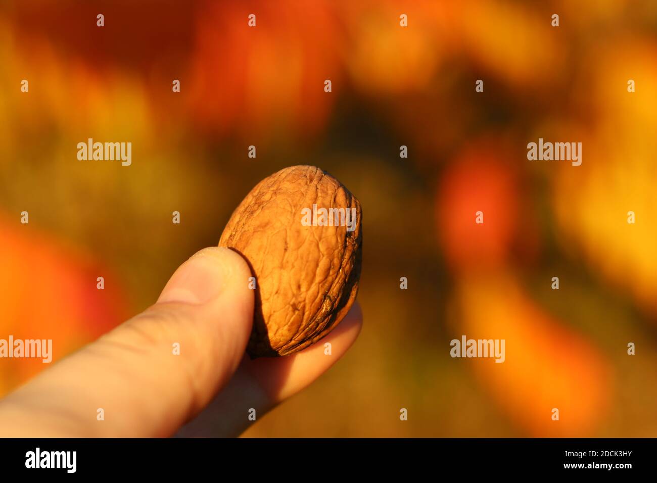 Vista ravvicinata di un dado a portata di mano autunno sfondo sfocato Foto Stock