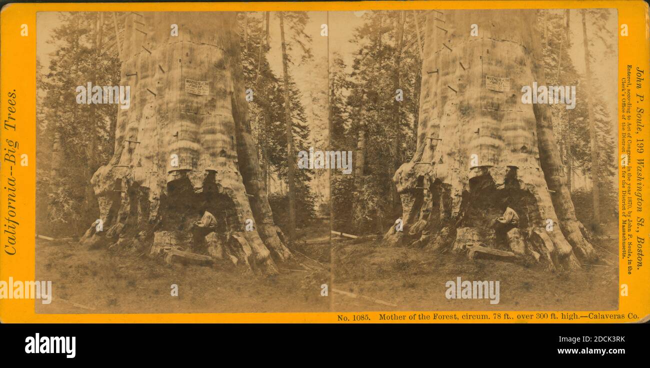 Madre della foresta, circo. 78 piedi, oltre 300 piedi di altezza - Calaveras Co., immagine statica, Stereographs, 1870, Soule, John P. (1827-1904 Foto Stock