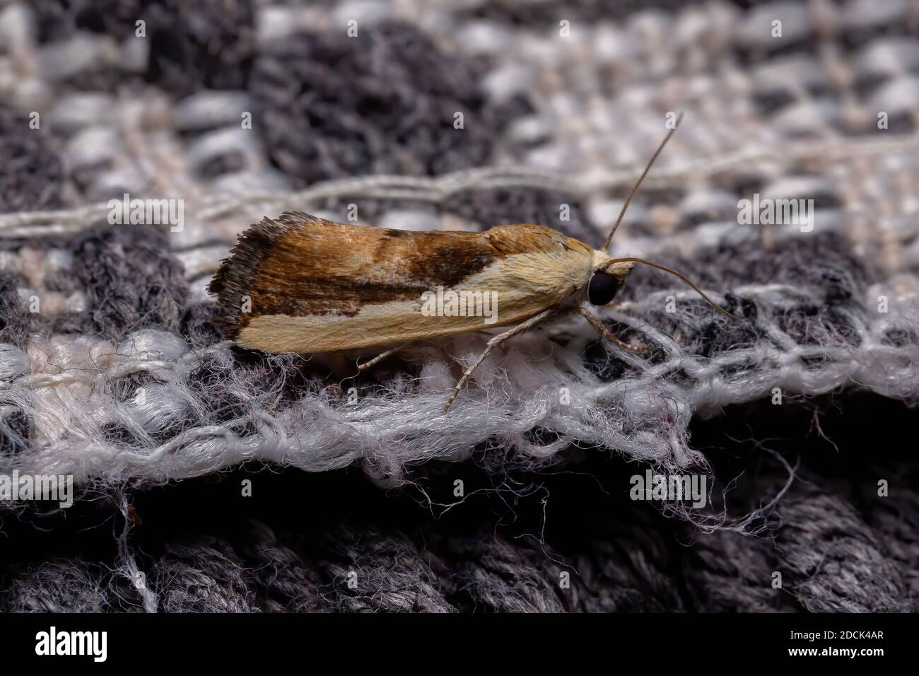 Bicolorata Bird-Dropping Moth della specie Ponometia exigua Foto Stock