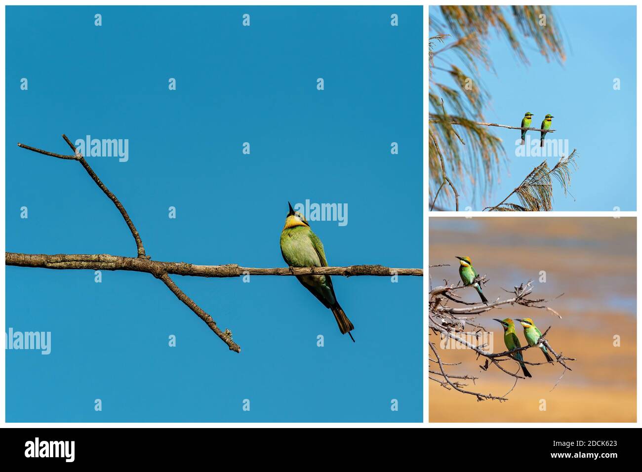 Collage di uccelli di ape-mangiatore arroccato su rami di albero Foto Stock