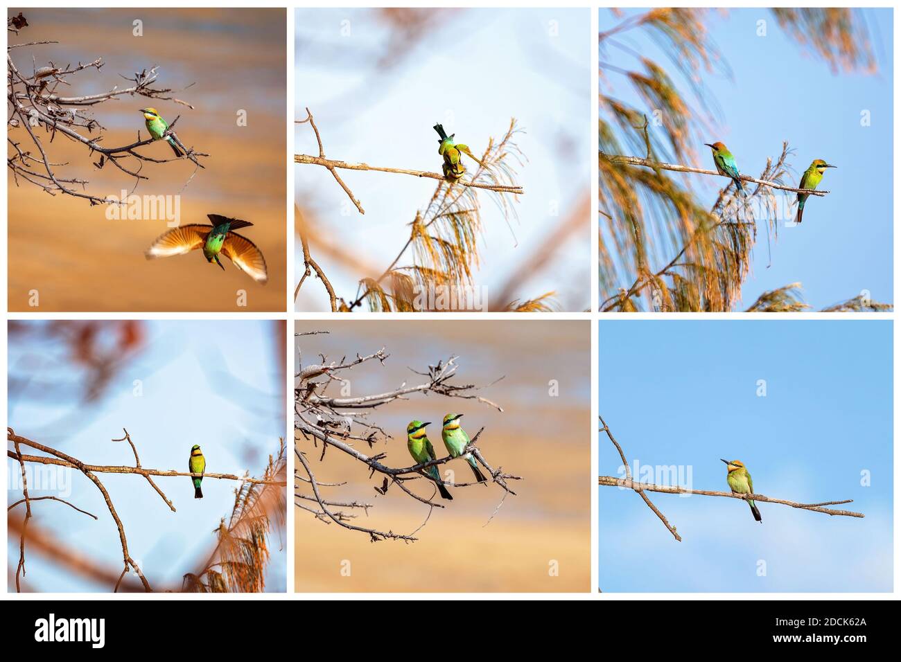 Collage di uccelli di ape-mangiatore arroccato su rami di albero Foto Stock