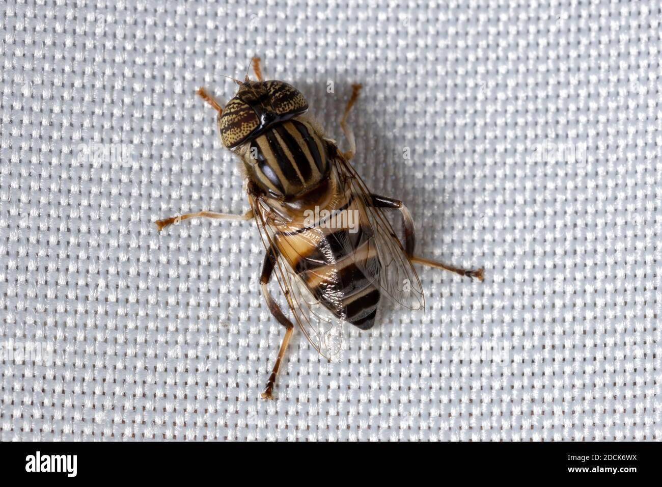 Laguna Brasiliana Vola del genere Eristalinus Foto Stock
