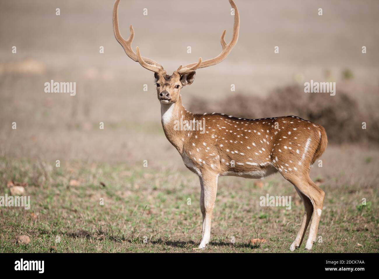 Cervo (asse) in India Foto Stock