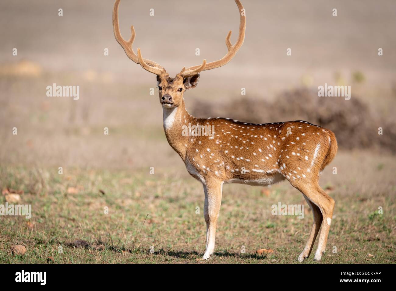Cervo (asse) in India Foto Stock