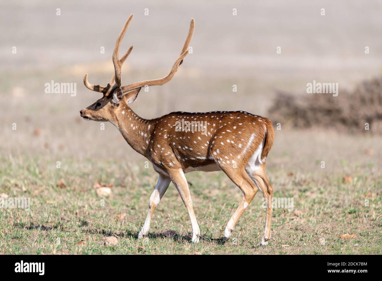 Cervo (asse) in India Foto Stock
