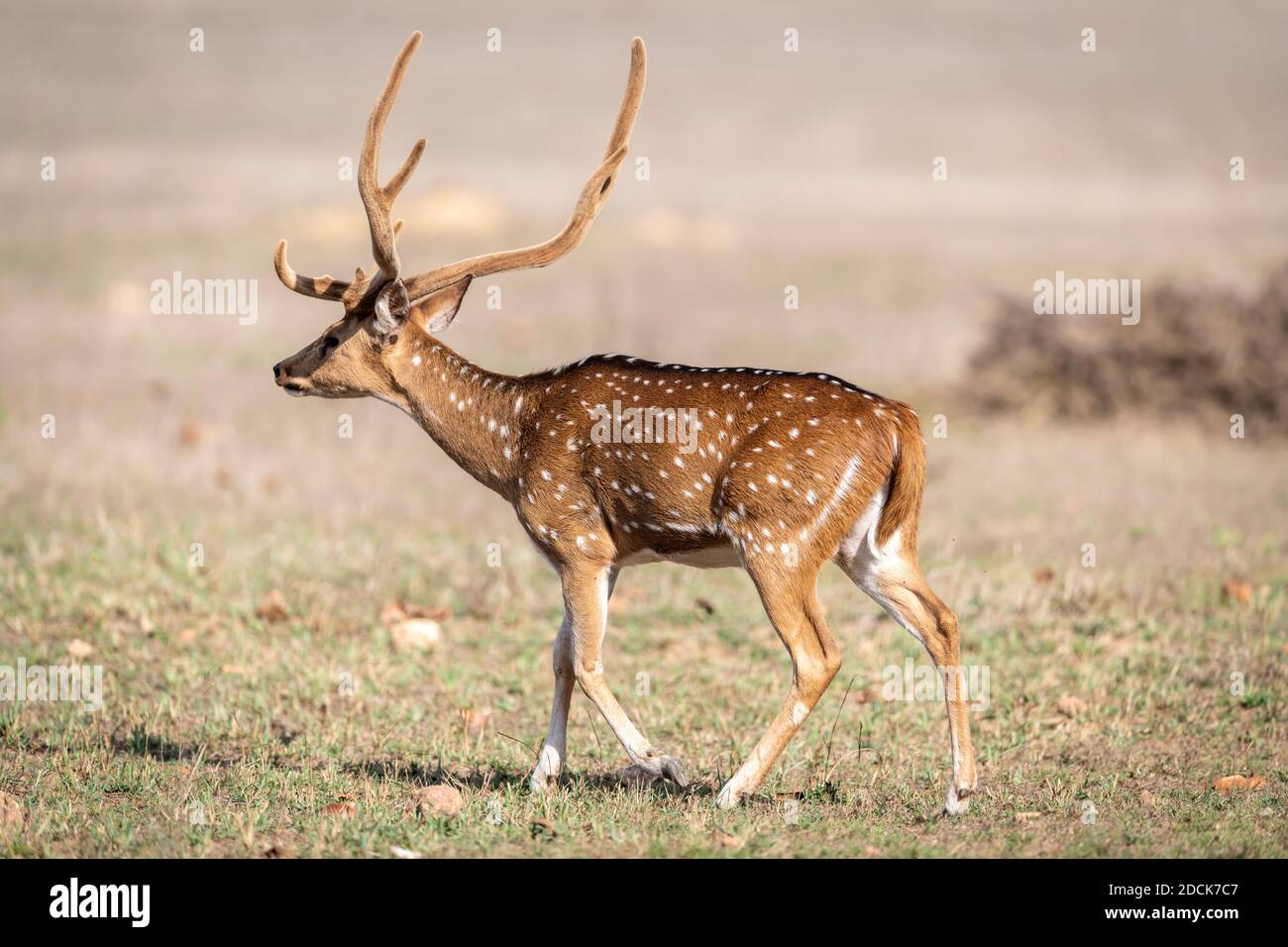 Cervo (asse) in India Foto Stock