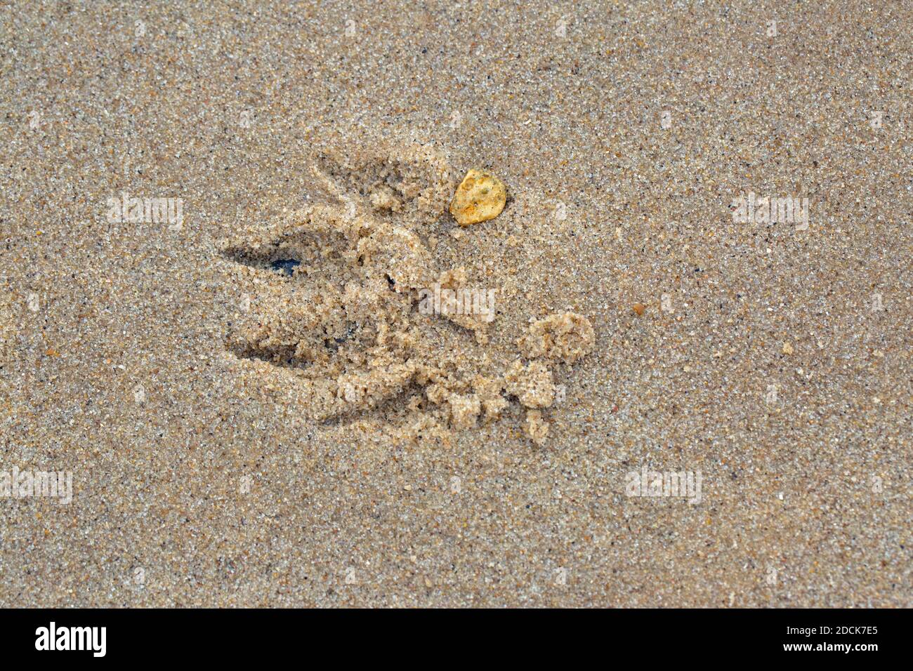 Dog Paw stampa nella sabbia. Cifre, artigli, pad e un'interruzione isolata di ciottoli gialli impressa nello strato superficiale. Spiaggia di Happisburgh. Nord Norf Foto Stock