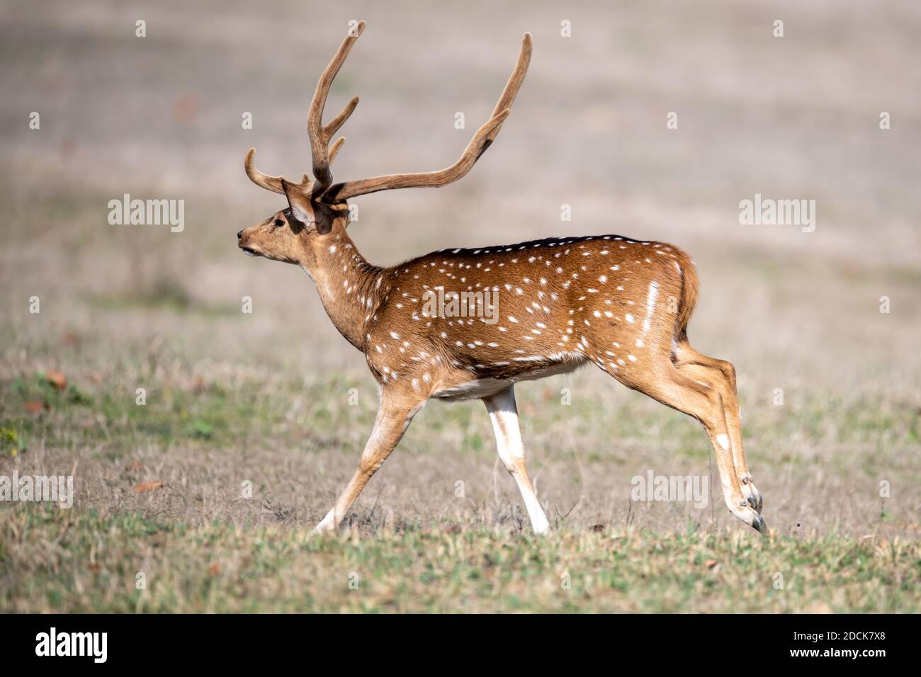 Cervo (asse) in India Foto Stock