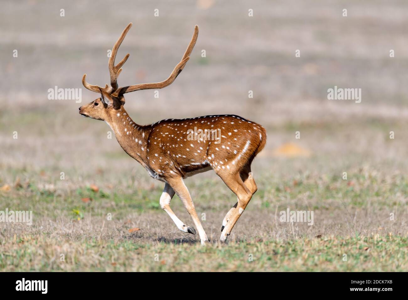 Cervo (asse) in India Foto Stock