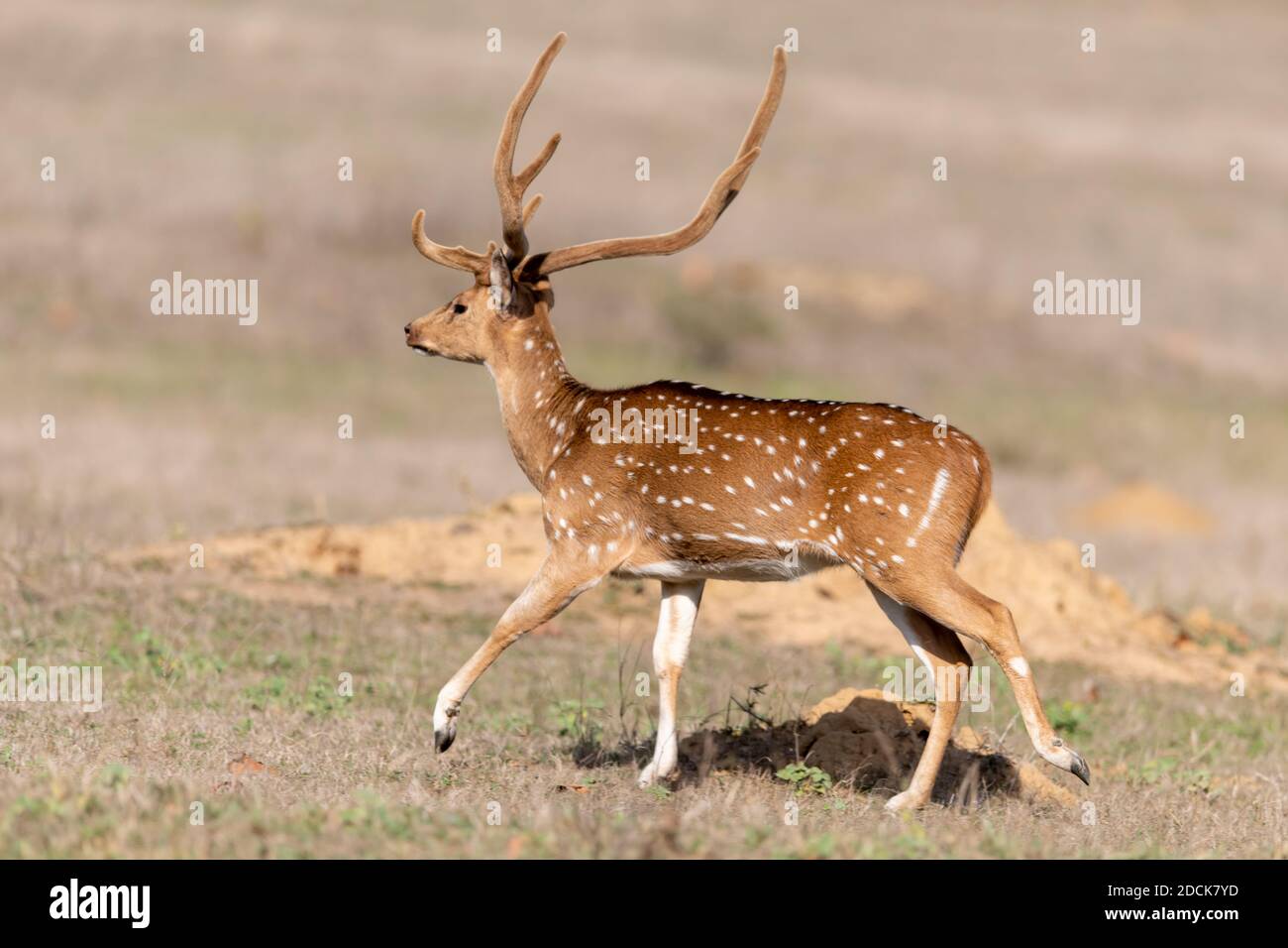 Cervo (asse) in India Foto Stock