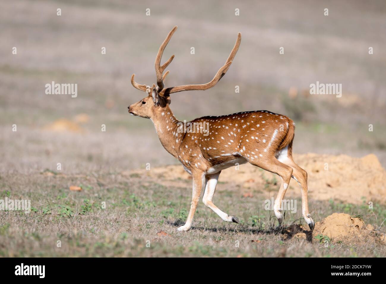 Cervo (asse) in India Foto Stock