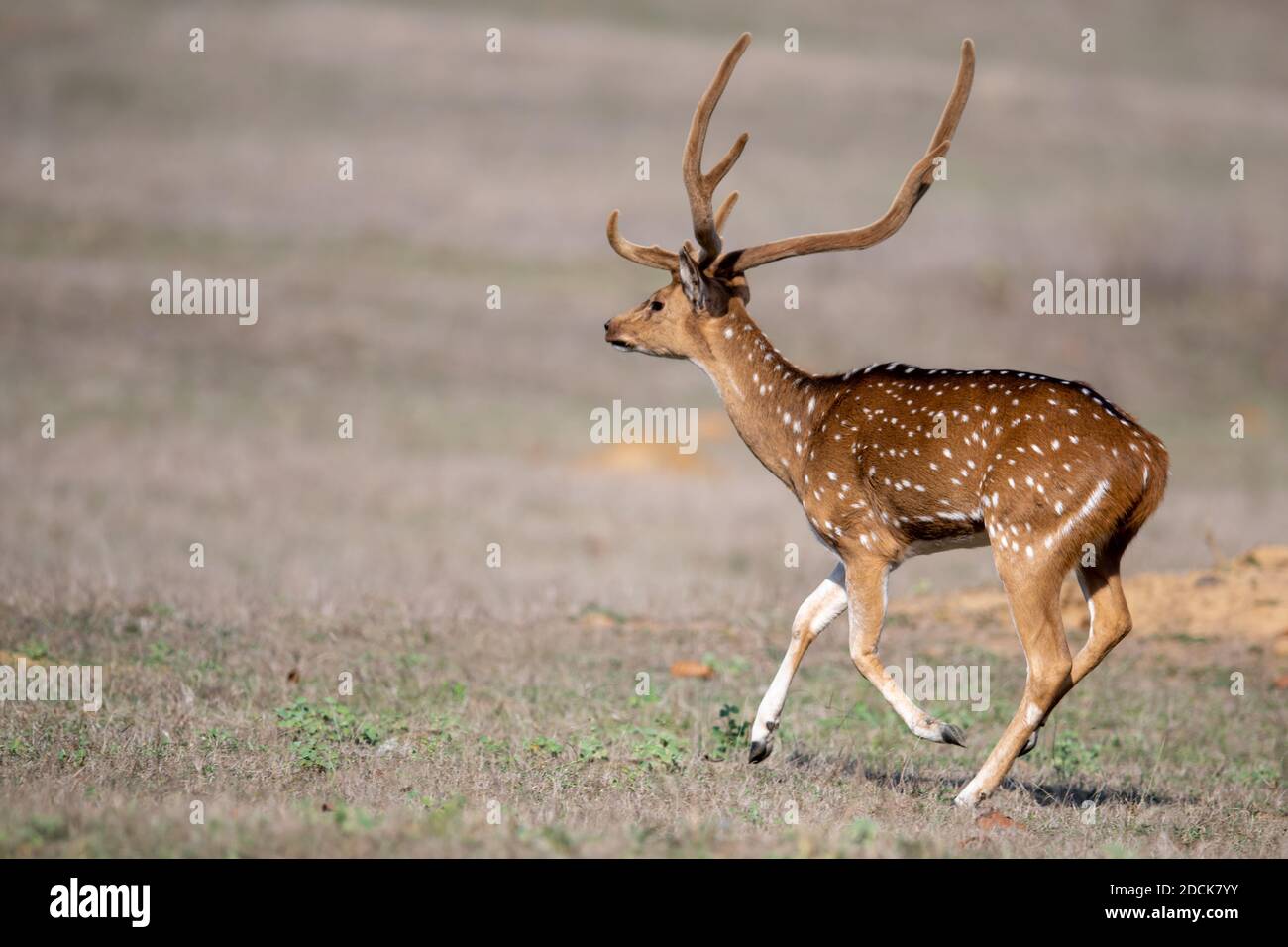 Cervo (asse) in India Foto Stock