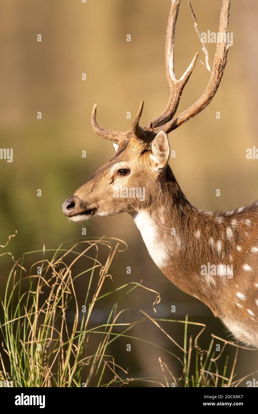 Cervo (asse) in India Foto Stock