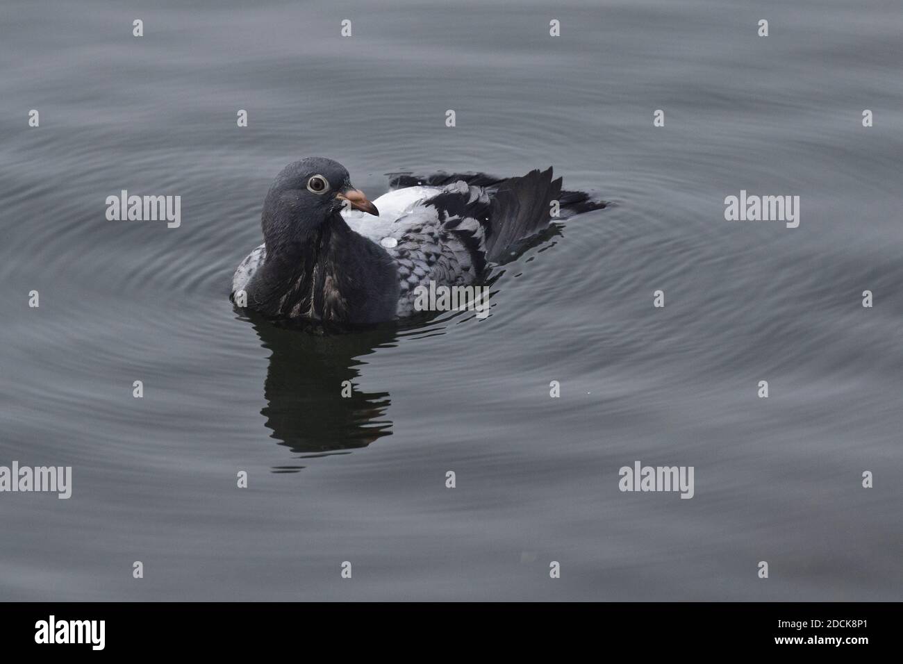 Rock Pigeon (Columba livia) galleggiante offshore, Great South Bay, New York Foto Stock