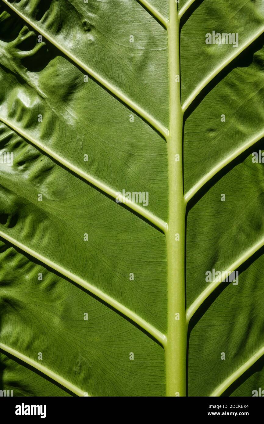 Il lato inferiore e le vene della foglia di un'Alocasia, conosciuta anche come pianta dell'orecchio dell'elefante Foto Stock