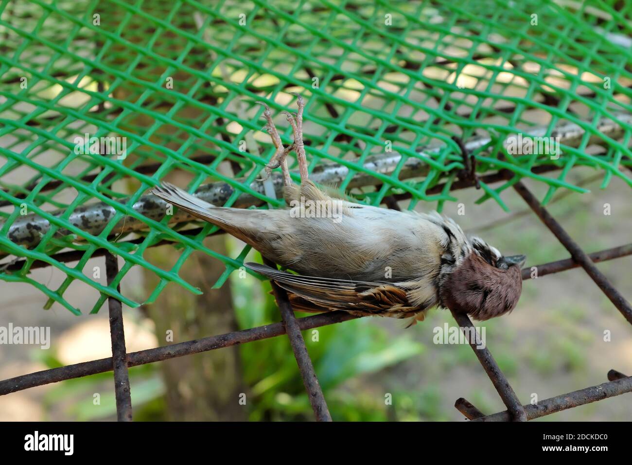 Fuoco selettivo di un piccolo uccello passero bruno morto che giace in giù all'interno di una rete della gabbia. Foto Stock