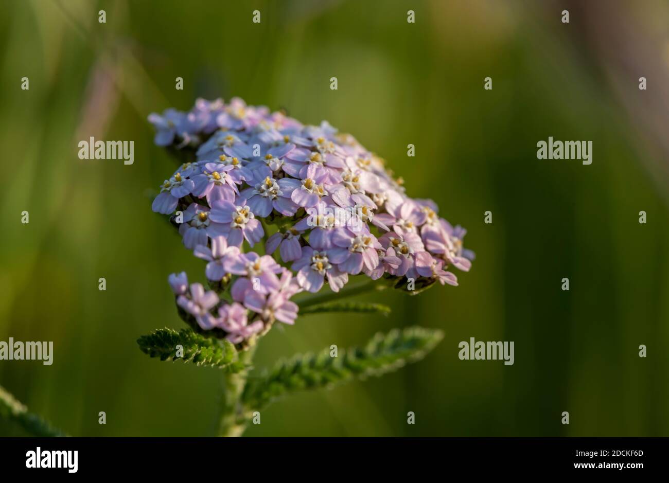 Yarrow comune (Achillea millefolium), fiore rosa, Baviera, Germania Foto Stock