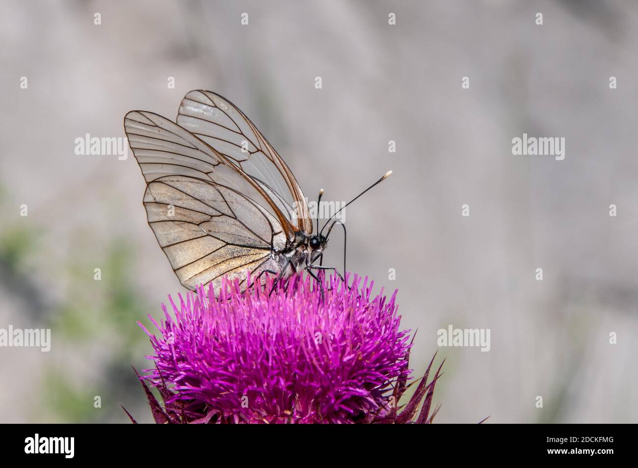 Bianco venato nero (Aporia crataegi) sul fiore di thistle, Macedonia del Nord Foto Stock