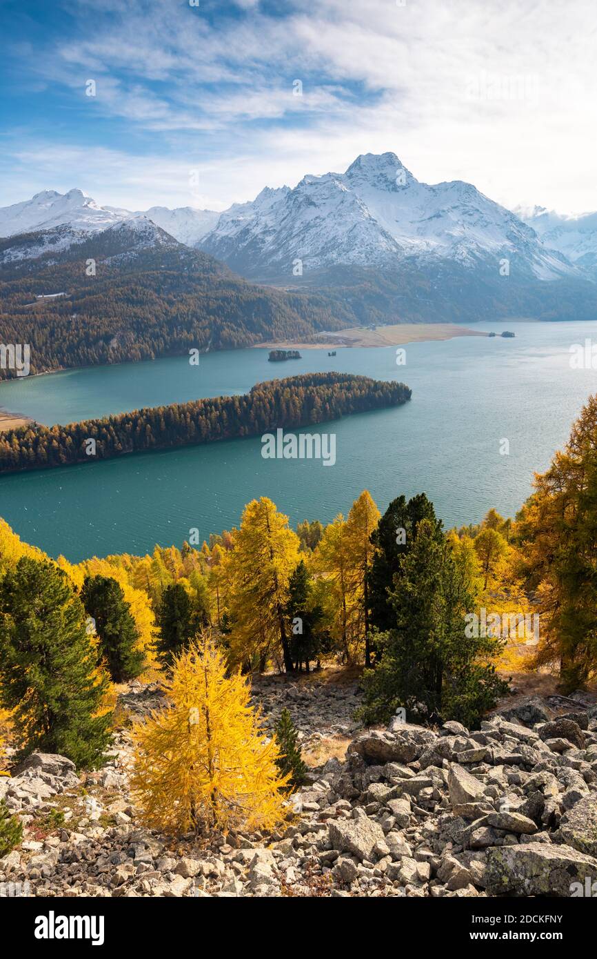 Foresta di larici autunnali con montagne innevate, Silsersee, Piz da la Margna, Engadin, Grigioni, Svizzera Foto Stock