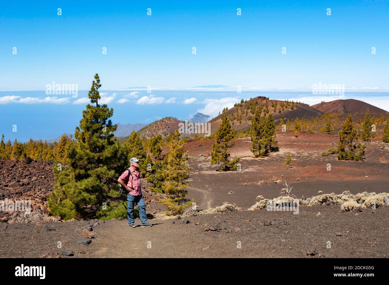 Escursionista nel Parco Nazionale del Teide, Canary Island Pines (Pinus canariensis) in paesaggio vulcanico, Parco Nazionale del Teide, Tenerife, Isole Canarie, Spagna Foto Stock