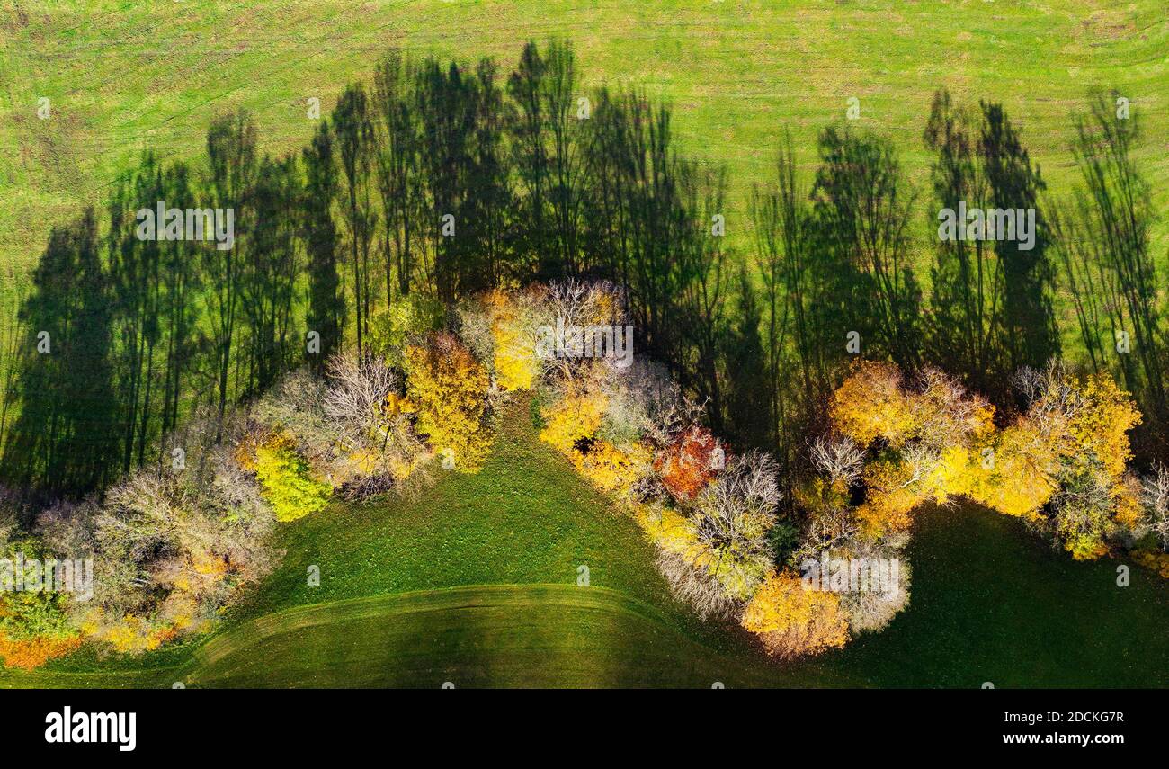 Alberi decidui autunnalmente scoloriti con ombre, foto di droni, Mondseeland, Salzkammergut, Austria superiore Foto Stock