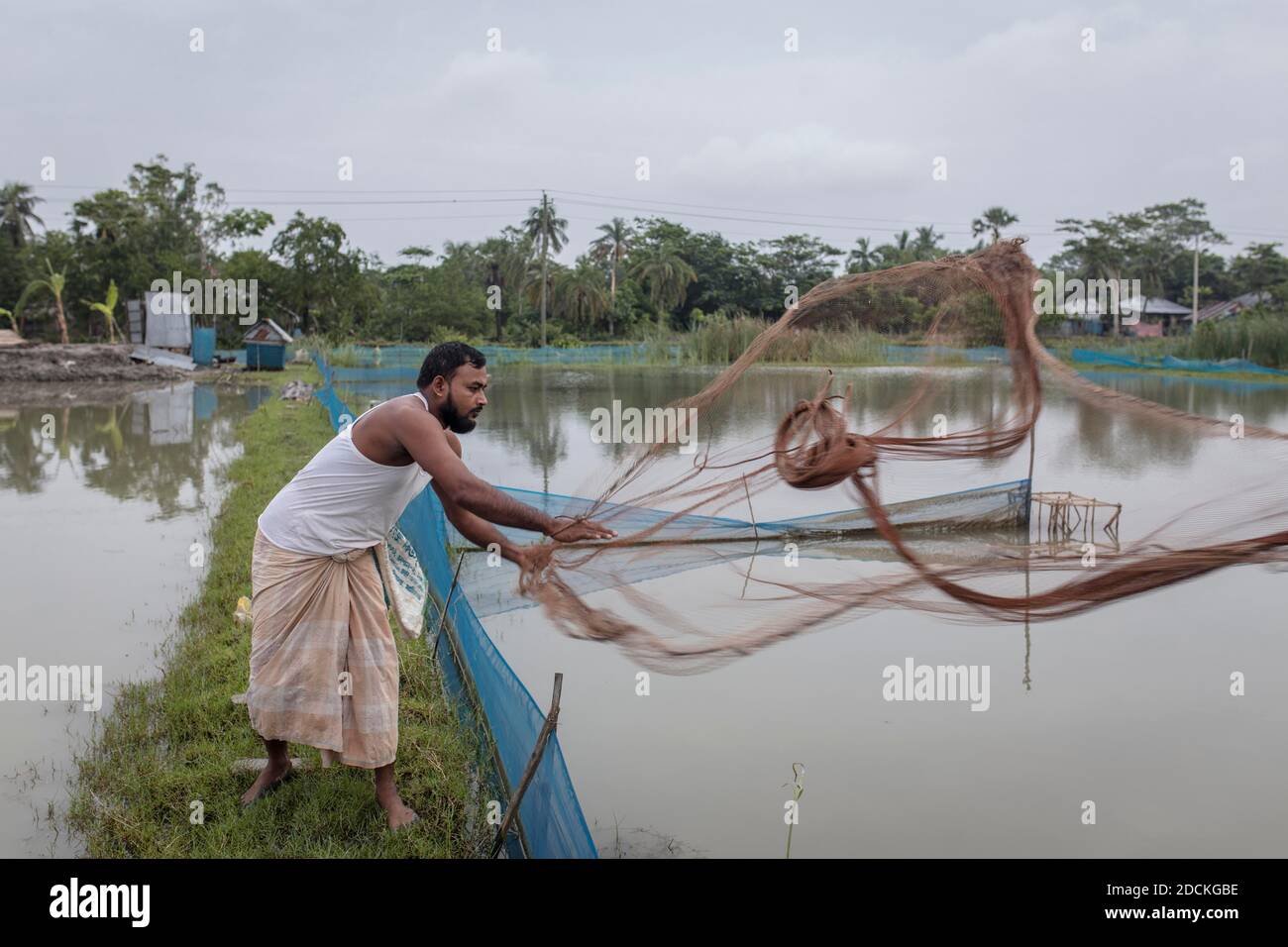 La rete dei getti dell'uomo, i sistemi di stagno di una fattoria dei gamberetti (monodon di Penaeus), sono allevati nel delta del Gange nelle aziende agricole, Mongla, Sundarbans, Bangladesh Foto Stock La rete dei getti dell'uomo, i sistemi di stagno di una fattoria dei gamberetti (monodon di Penaeus), sono allevati nel delta del Gange nelle aziende agricole, Mongla, Sundarbans, Bangladesh Foto Stock