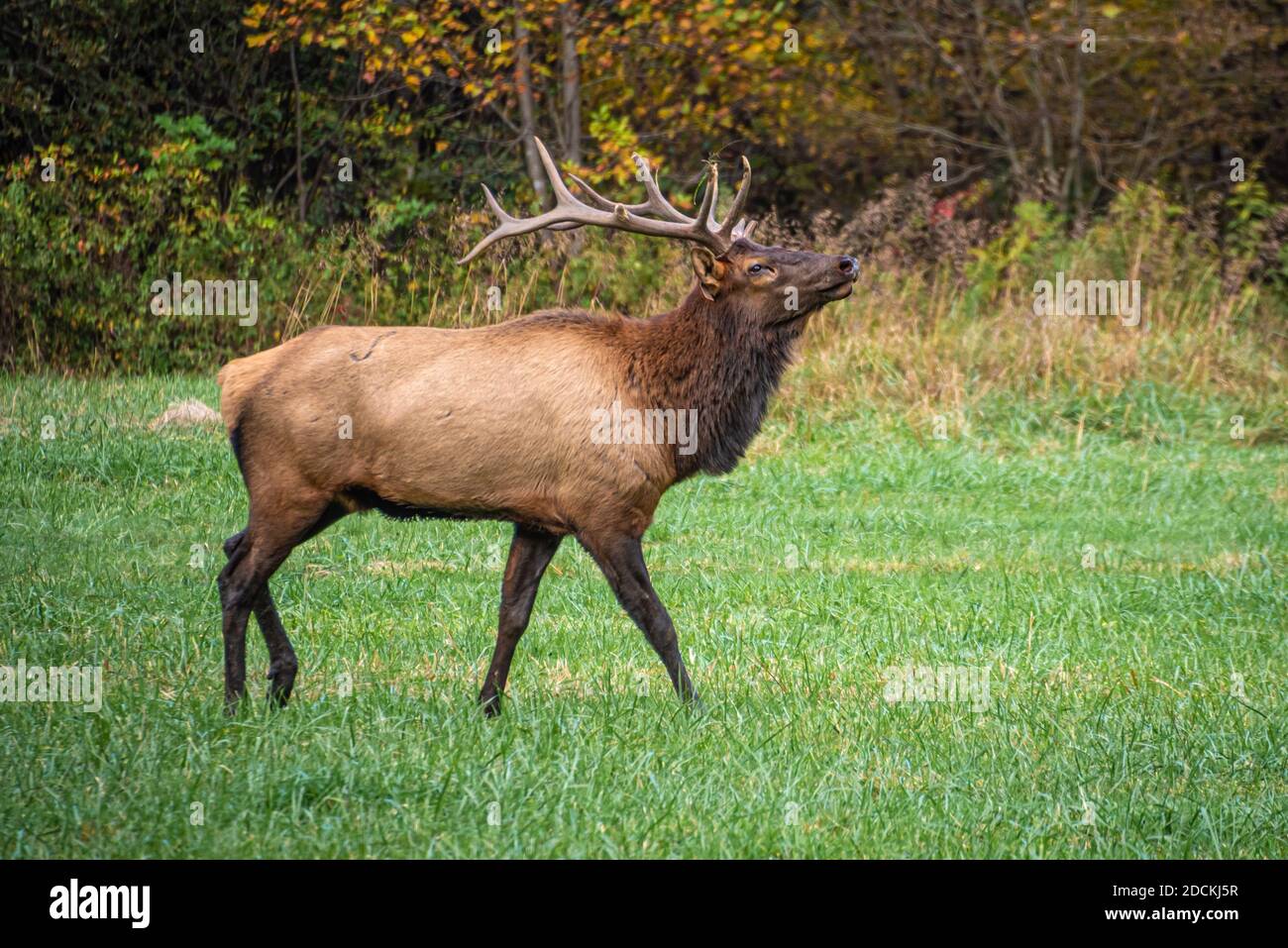 Bull Elk (Cervus canadensis) nel Great Smoky Mountains National Park vicino Cherokee, Carolina del Nord. (STATI UNITI) Foto Stock