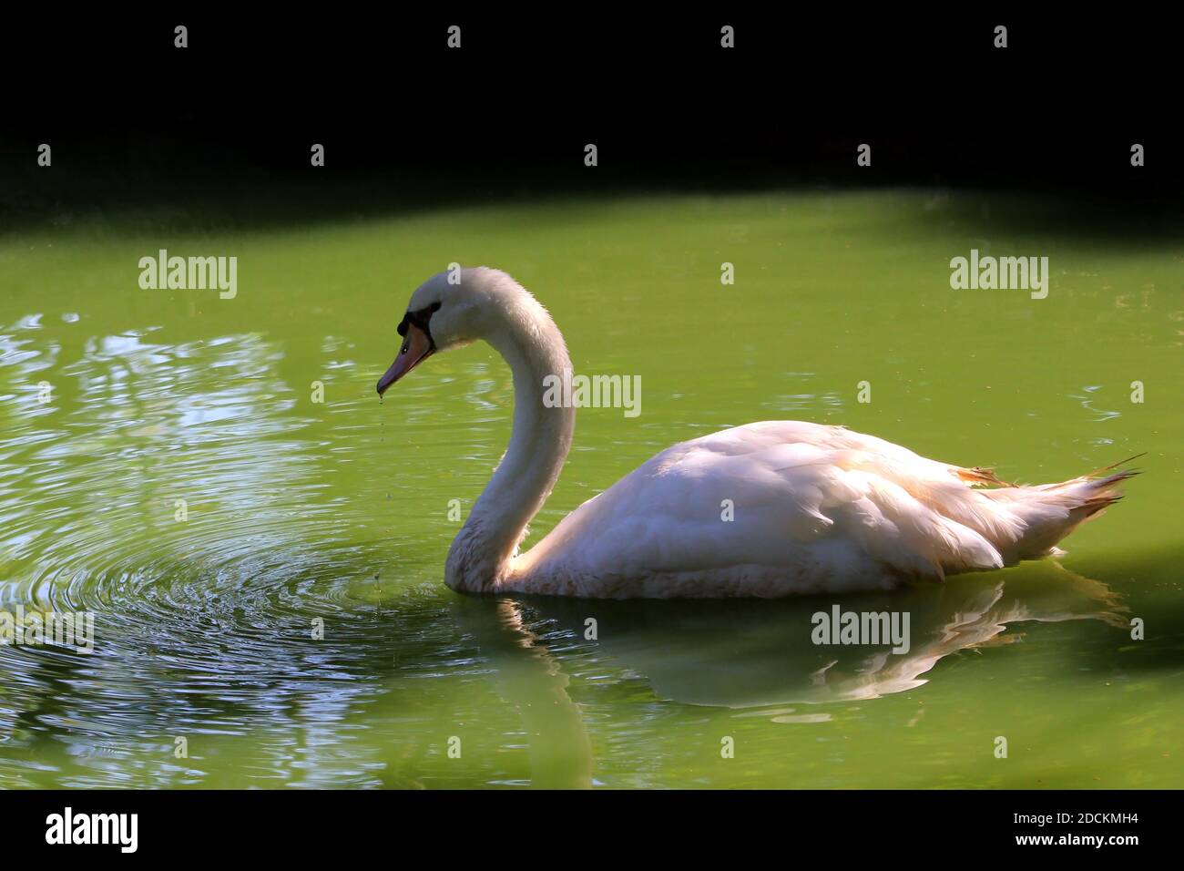 cigno bianco o cigno colore nuoto in stagno Foto Stock cigno bianco o cigno colore nuoto in stagno Foto Stock