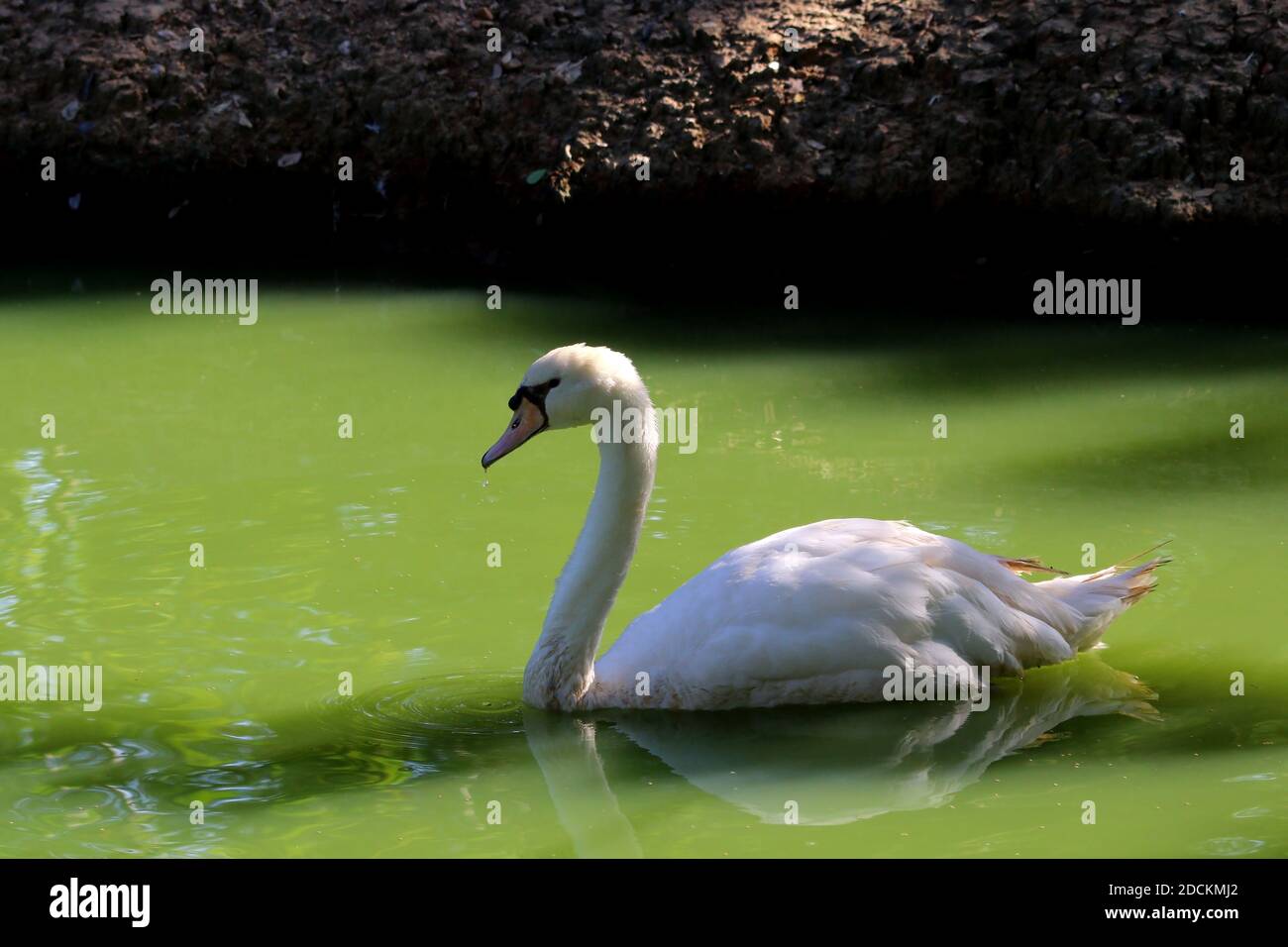 cigno bianco o cigno colore nuoto in stagno Foto Stock cigno bianco o cigno colore nuoto in stagno Foto Stock