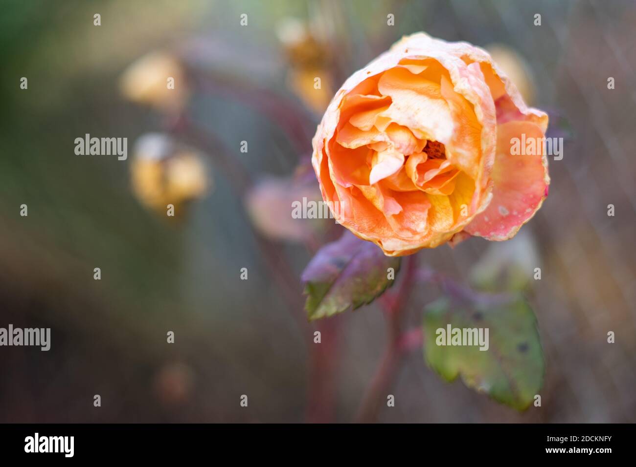 Fiore di rosa appassito su un cespuglio di rosa a fine autunno Foto Stock