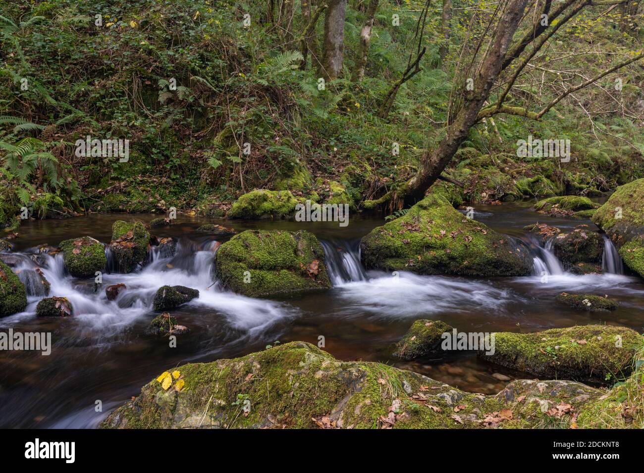 Una piccola insenatura che corre attraverso foresta densa e spessa con rocce ricoperte di muschio Foto Stock