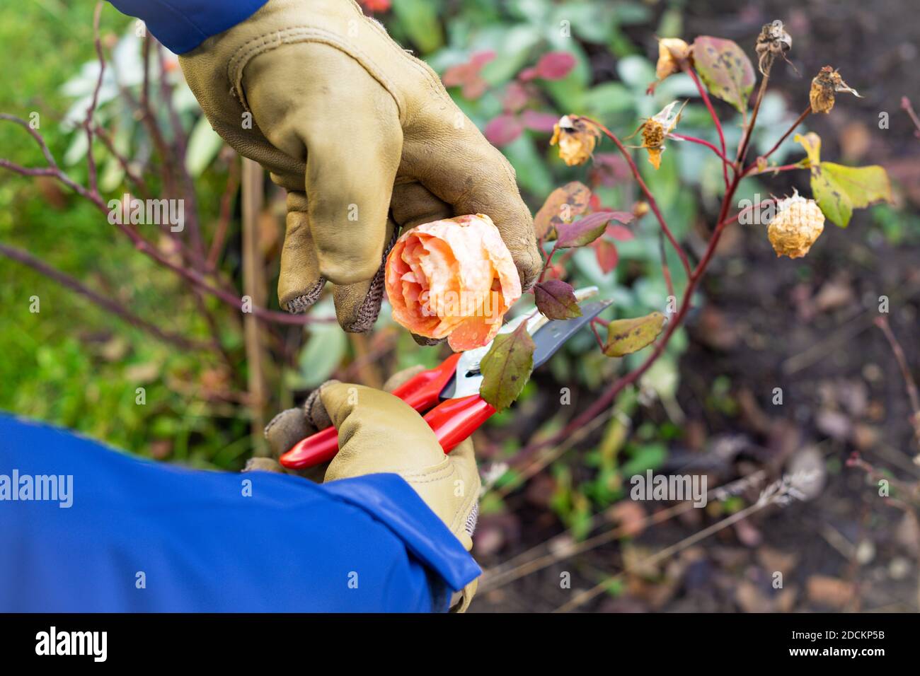 Rifilatura di un cespuglio di rose alla fine dell'autunno Foto Stock