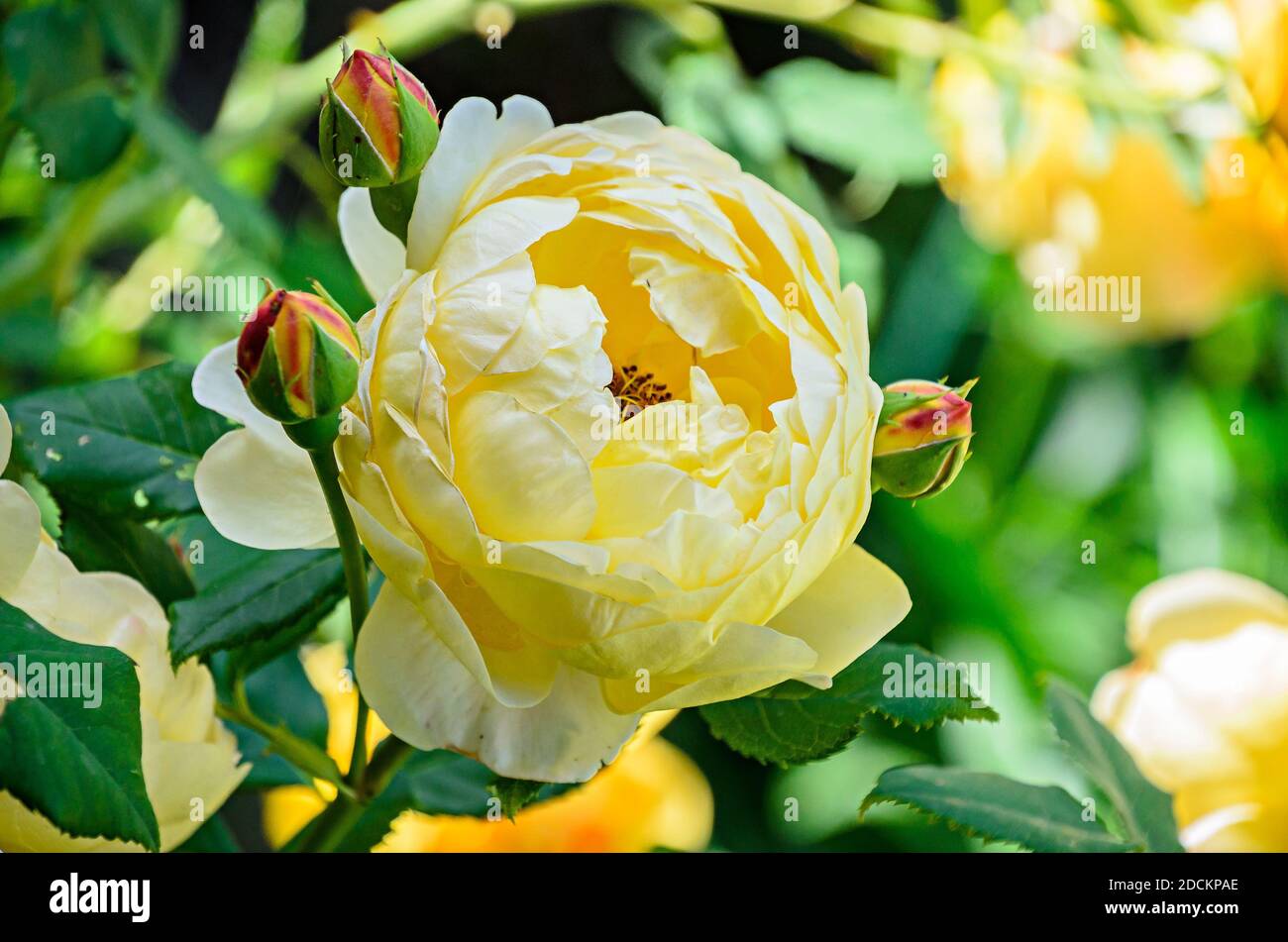 Fiore di rosa giallo, verde vegetazione bokeh sfondo. Foto Stock