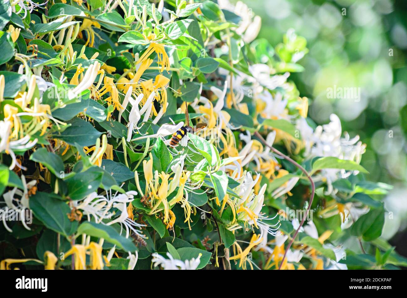 Lonicera caprifolium, il woodbine italiano, il latticello di miele perfoliato o il woodbine perfoliato. Foto Stock