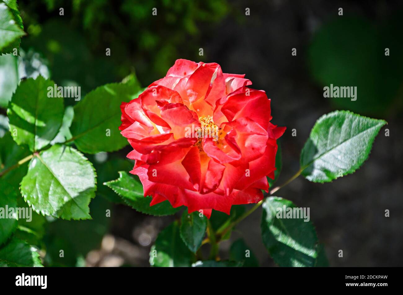 Rosa rosso fiore, verde vegetazione bokeh sfondo. Foto Stock