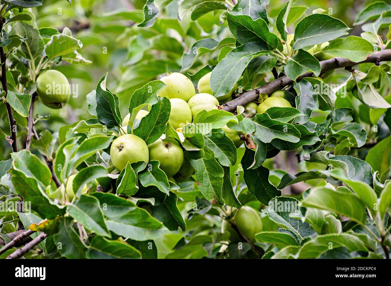 Frutti di mela gialli nell'albero, ramo dell'albero della mela. L'albero di mela (Malus domestica), famiglia di rose Foto Stock