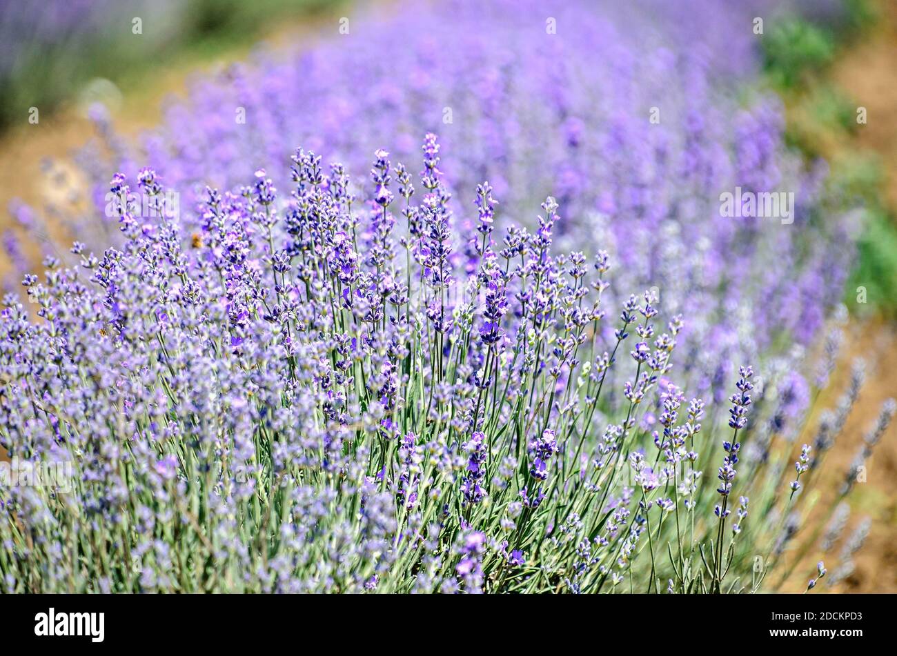 Fiori viola blu levandula, campagna campo, primo piano. Foto Stock