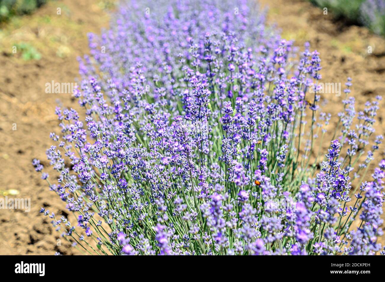 Fiori viola blu levandula, campagna campo, primo piano. Foto Stock