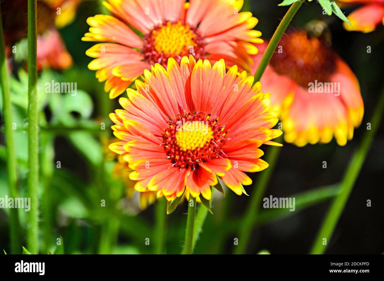 Giallo-arancione Crisantemo fiore, mamma o crisanthme, primo piano Foto Stock