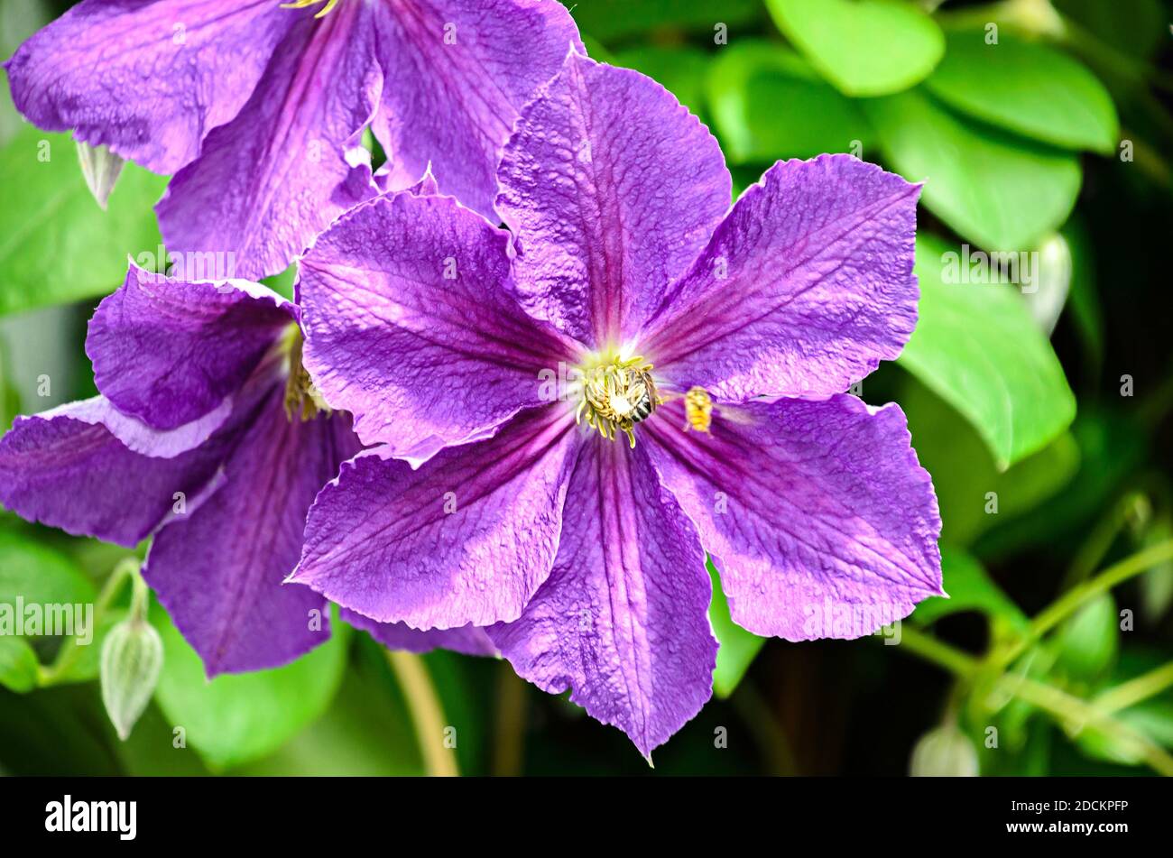 Clematis fiore violaceo, Regina degli scalatori, isolata, vicino. Foto Stock