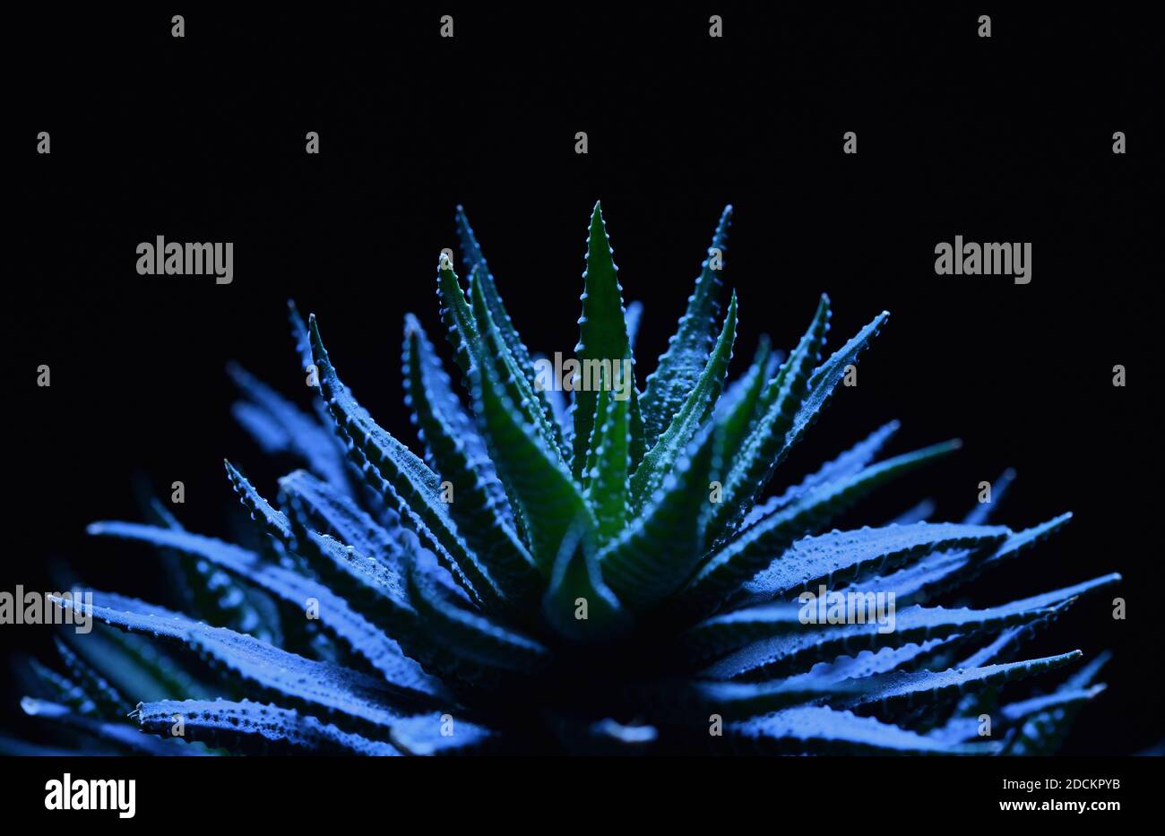 Foto astratta sotto la luce blu della pianta succulenta haworthia su sfondo nero Foto Stock