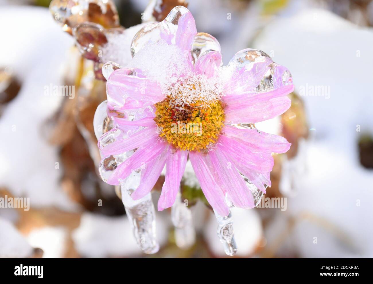 Fiore rosa di assolo congelato coperto di ghiaccio e di iciclette sopra una giornata invernale in russia Foto Stock