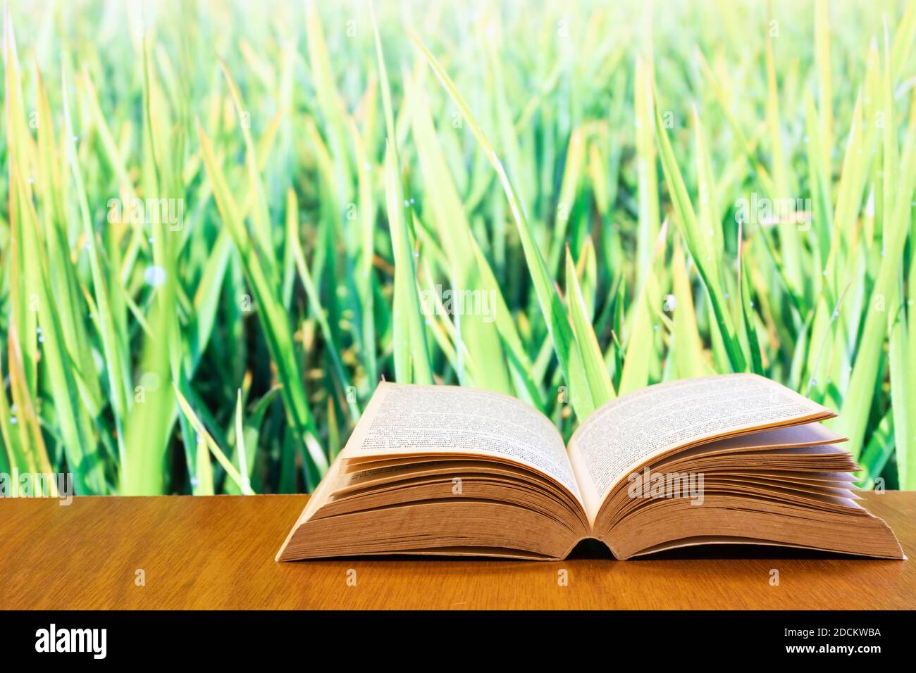 aprire il vecchio libro su un tavolo di legno con risone verde campo di riso in background Foto Stock