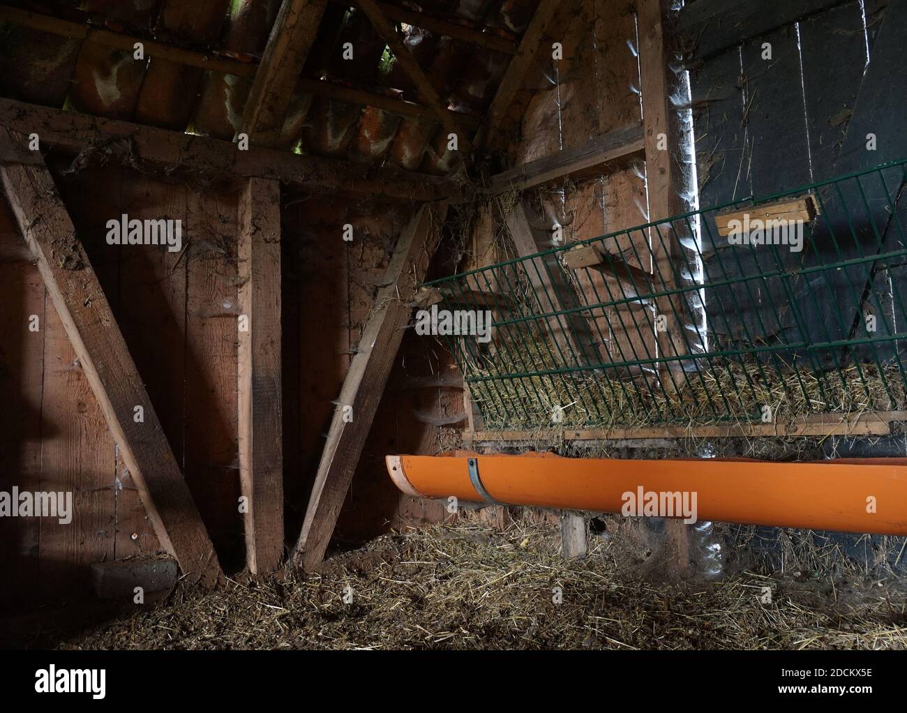 Parte interna di un antico guinzato rustico in legno. Fieno sul terreno e nel canale di alimentazione. Vaschetta arancione dell'acqua sotto. Spider web ovunque. Foto Stock