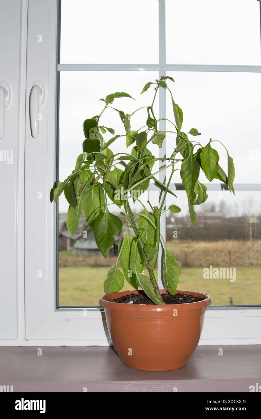 Semina di pepe. Giovani piante verdi peperoni con foglie che crescono in boxex su davanzale indoor. Foto Stock