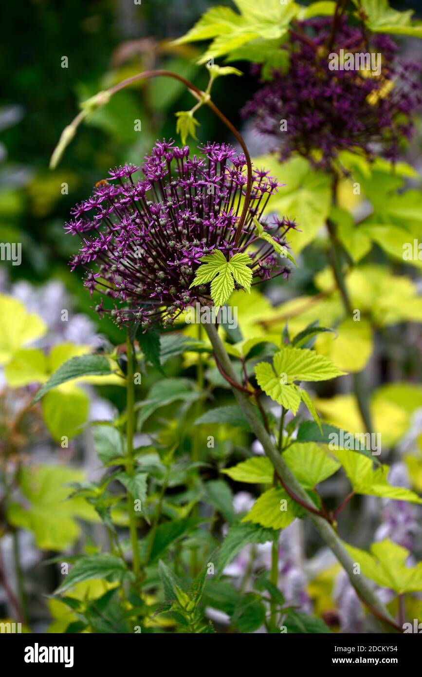 allium atropureum,fiori viola,humulus aureus,golden hop,nuova crescita,foglie gialle,foglie gialle,foglie dorate,scalata,scalata,talictrum,giardino, Foto Stock