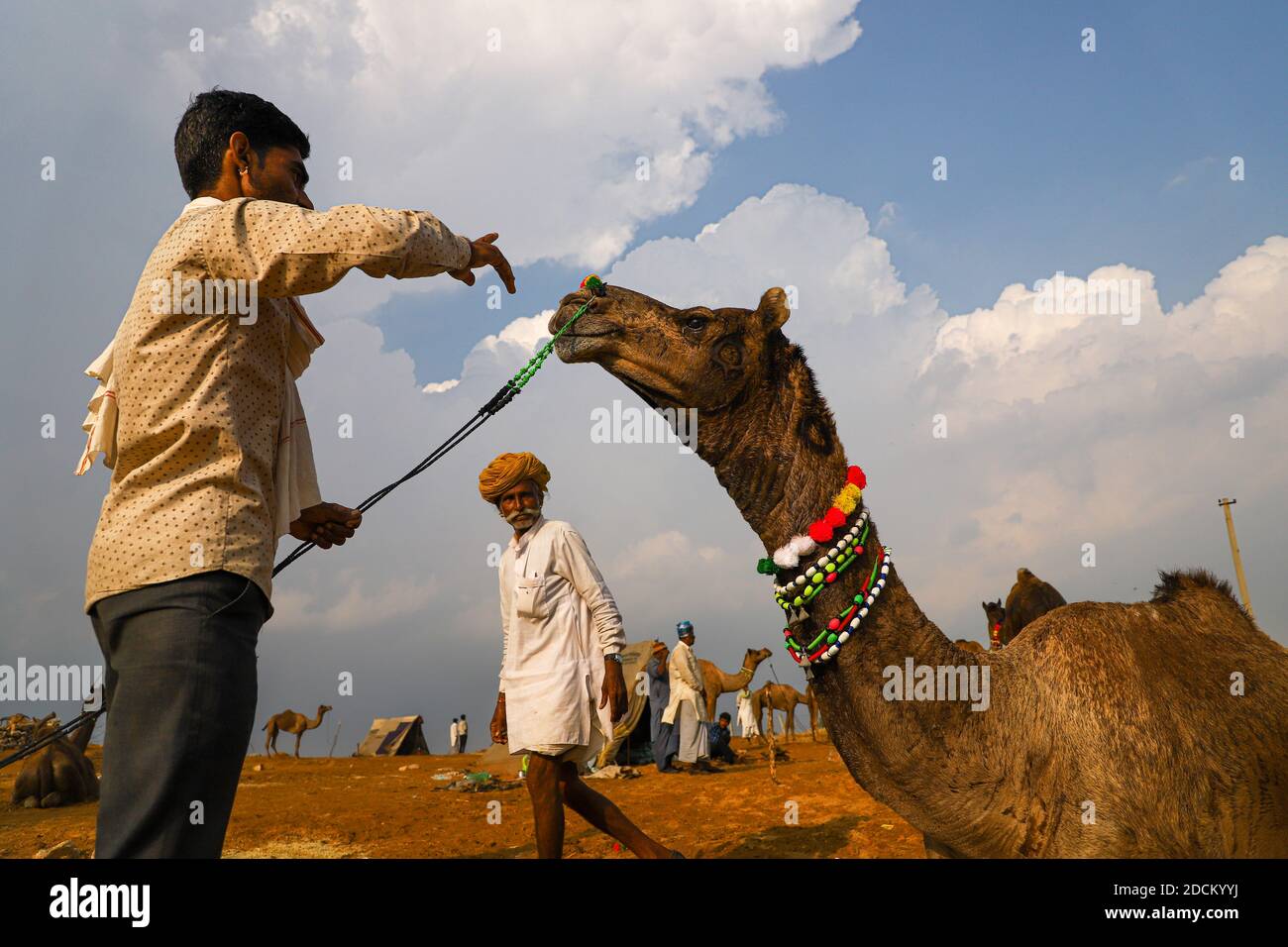cammelli indiani con i loro cammelli in dune di sabbia del deserto del thar con fuoco selettivo sul soggetto e più rumore e grani. Foto Stock