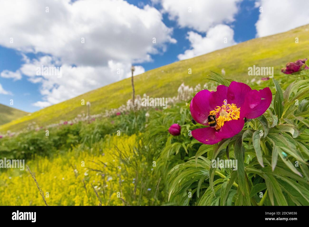 Comune Peonia (Paeonia officinalis), fiore in primo piano con un pendio di montagna e le nuvole sullo sfondo, Abruzzo, Italia Foto Stock
